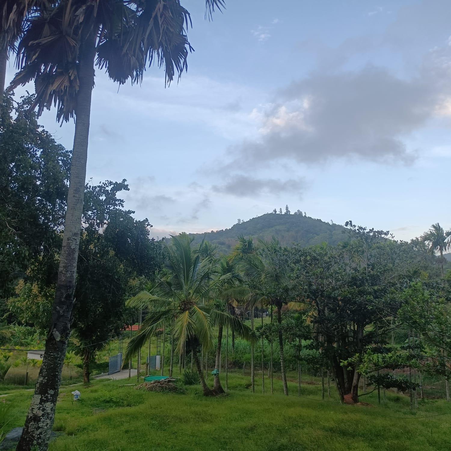 Padavayal Greens Attappadi Bagian luar foto