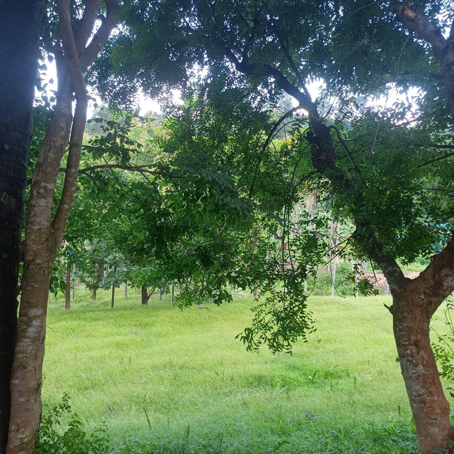 Padavayal Greens Attappadi Bagian luar foto